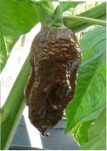 Pepper (Chilli) Chocolate Bhut Jolokia Seeds