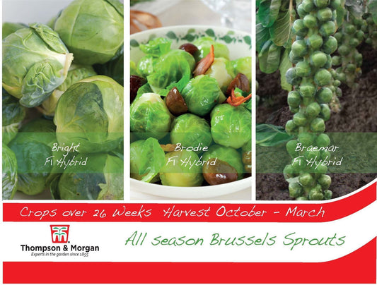 Thompson & Morgan - Vegetable - Brussels Sprout - All Season - 25 Seeds