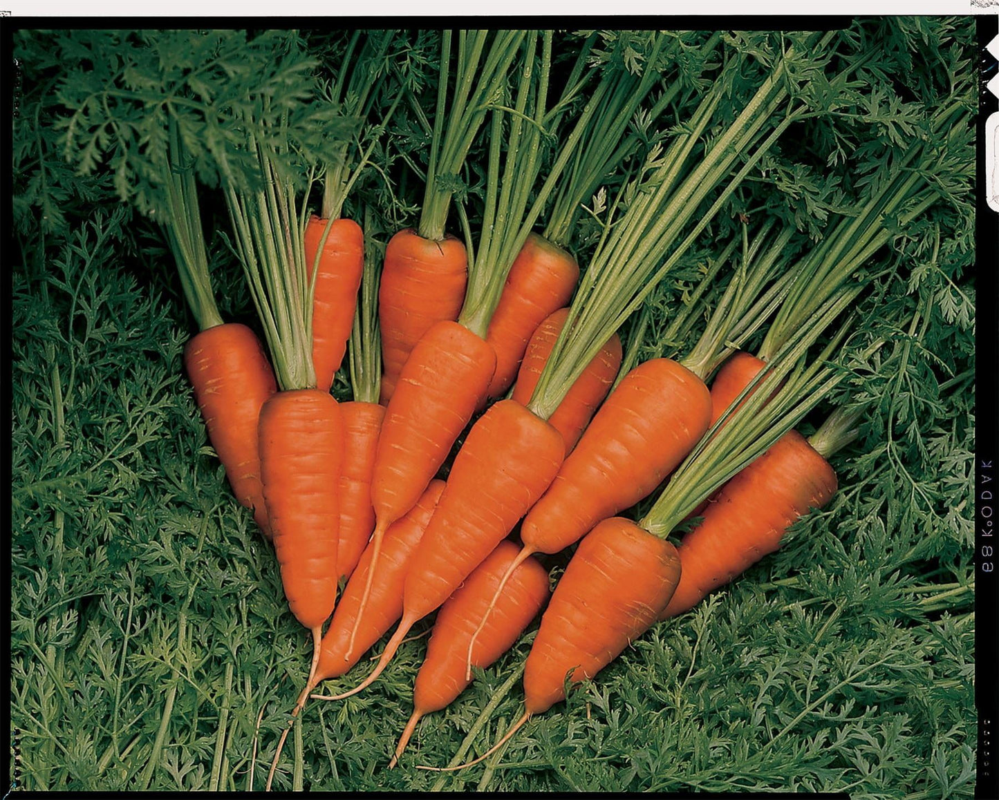 Carrot Short n' Sweet Seeds