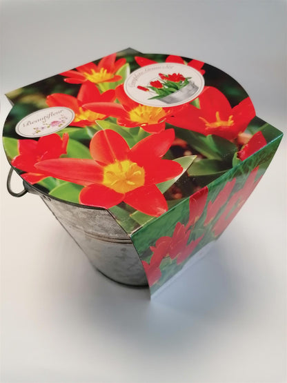 Beautifleur - Tulip Scarlet Baby Metal Planter