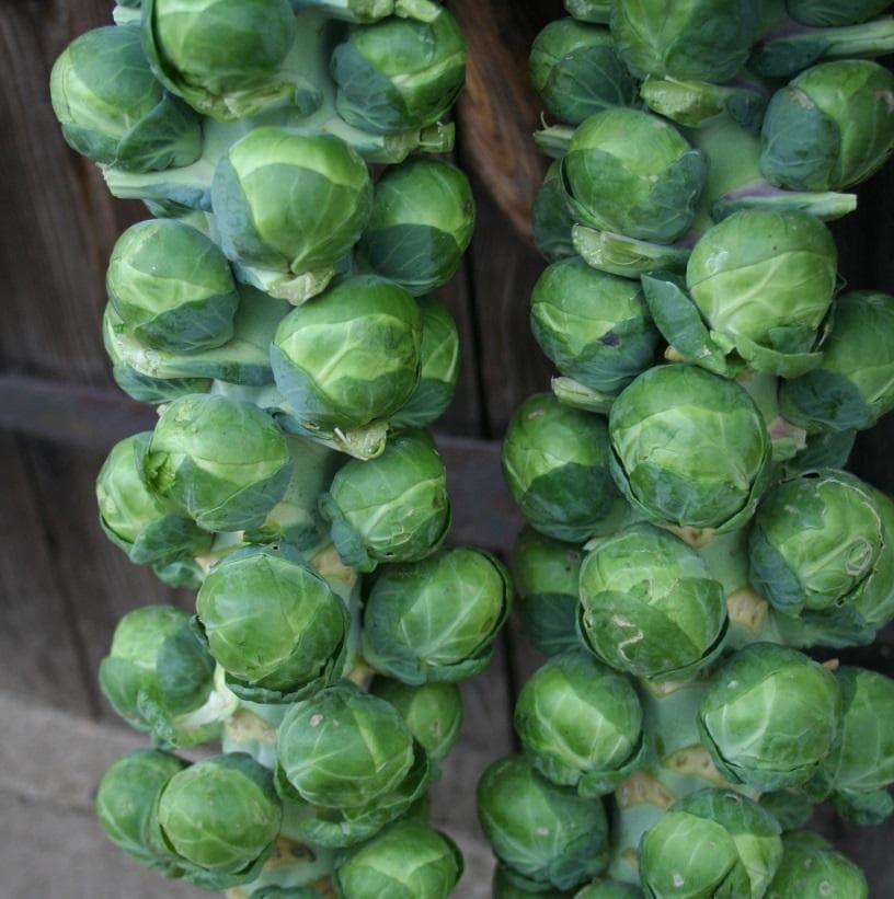 Brussels Sprouts Bosworth F1 Hybrid Seeds