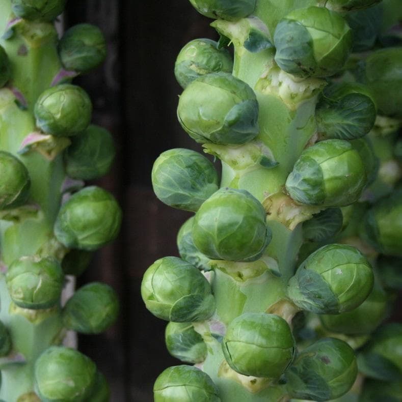 Brussels Sprouts Bite Size F1 Hybrid Seeds