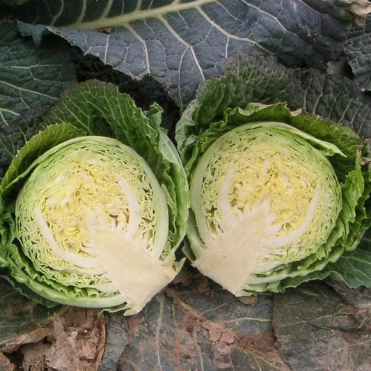 Cabbage Consulate F1 Hybrid Seeds
