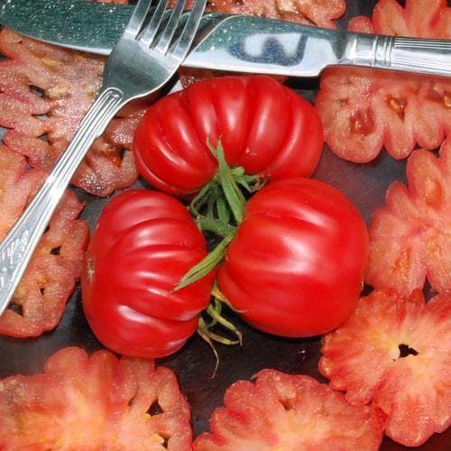 Tomato Pink Accordion Seeds