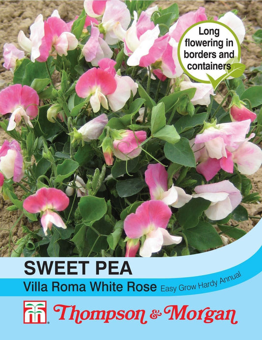 Thompson & Morgan Flowers Sweet Pea Villa Roma White Rose 20 Seed