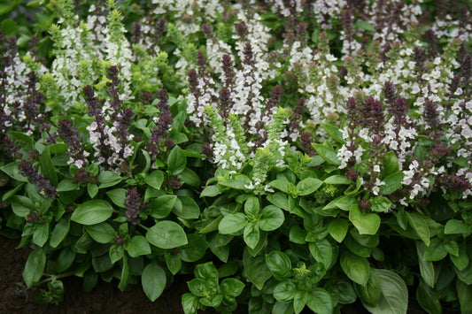 Herb Basil Fragrant Flowers Seeds