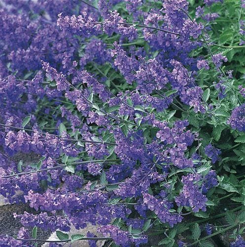 Grey Catmint - Nepeta Mussinii Seeds