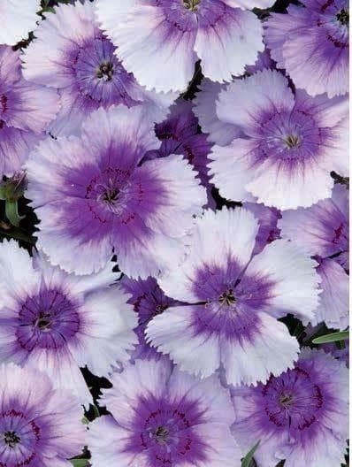 Dianthus Corona Blueberry Magic F1 Hybrid Seeds