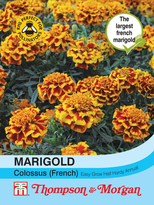 Thompson & Morgan Marigold Colossus 150 Seed