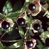 Cucubalus baccifer Seeds