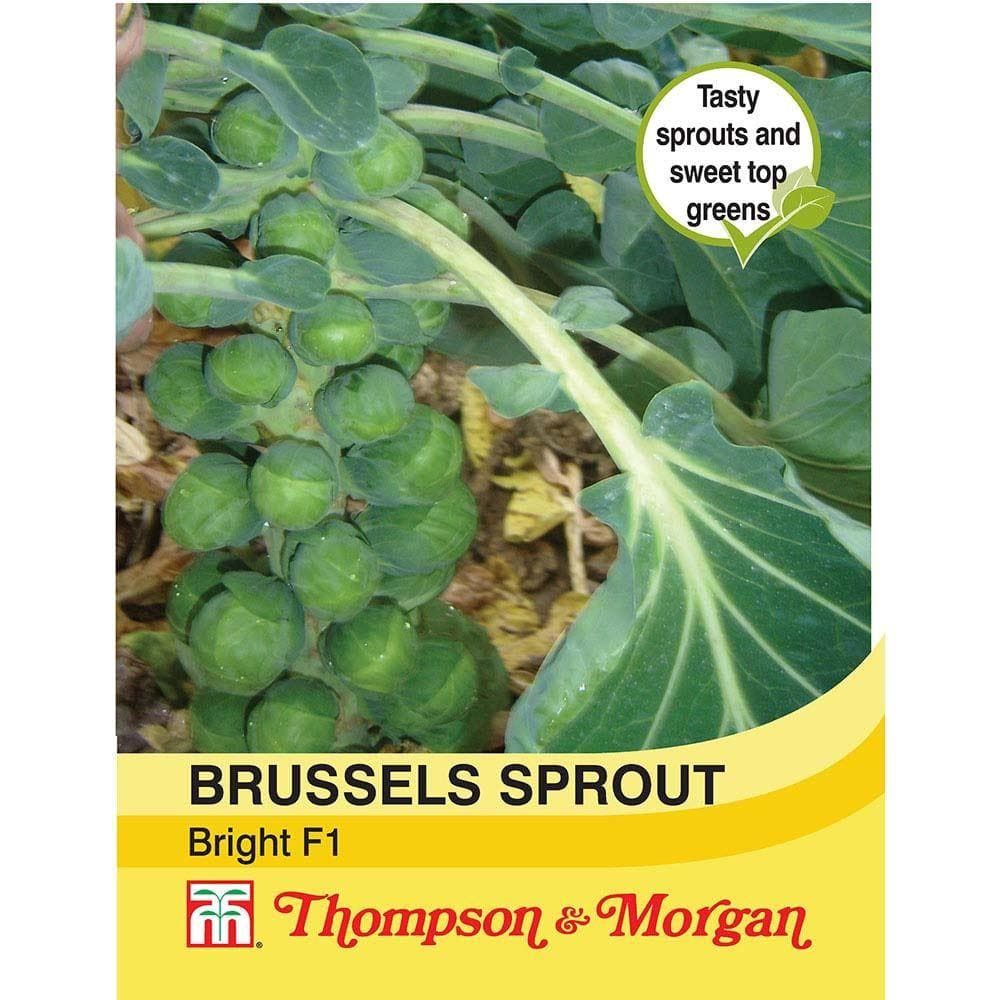 Thompson & Morgan Brussels Sprout Bright F1 30 Seed