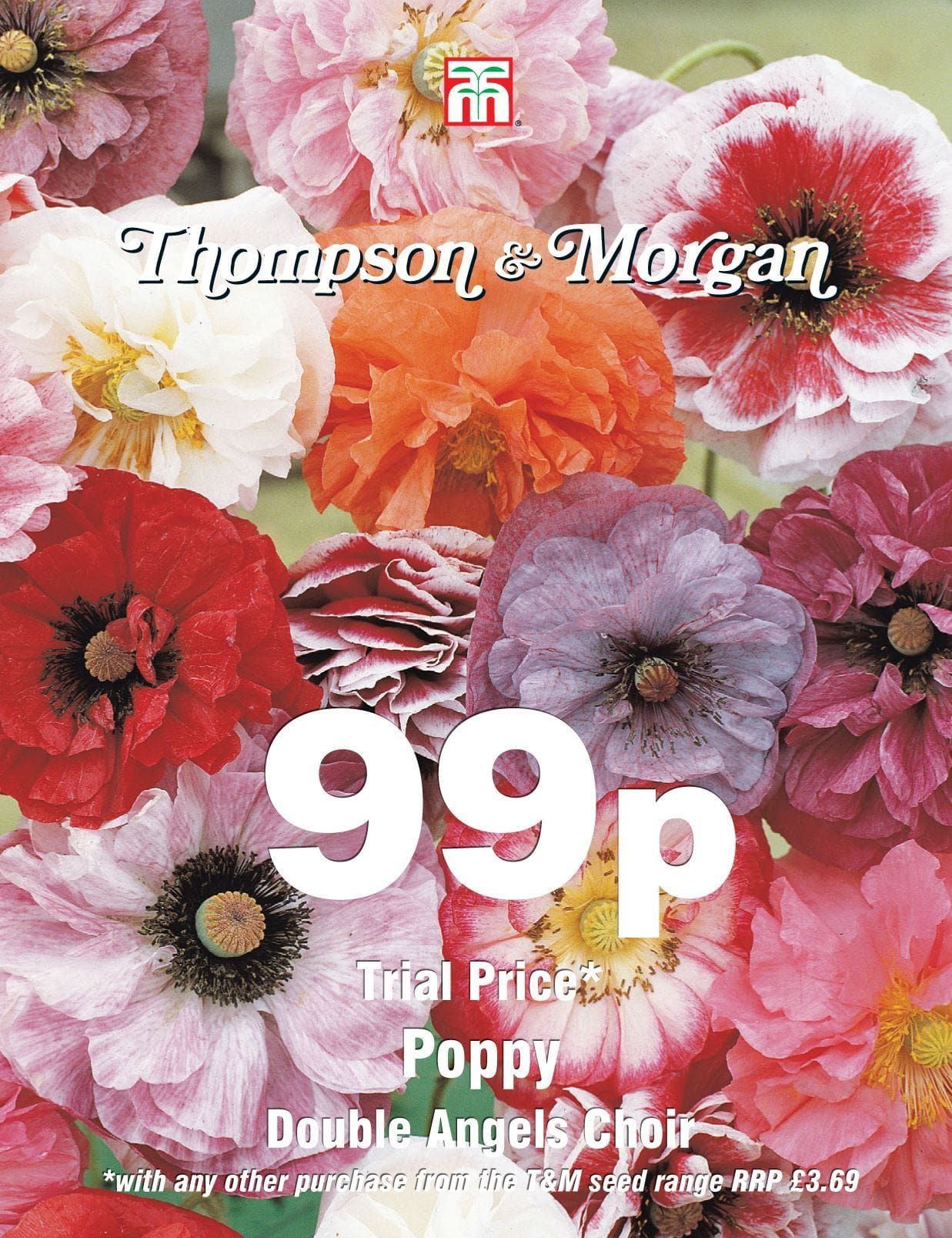 Thompson & Morgan - 99p Flower - Poppy - Double Angels Choir - 250 Seeds