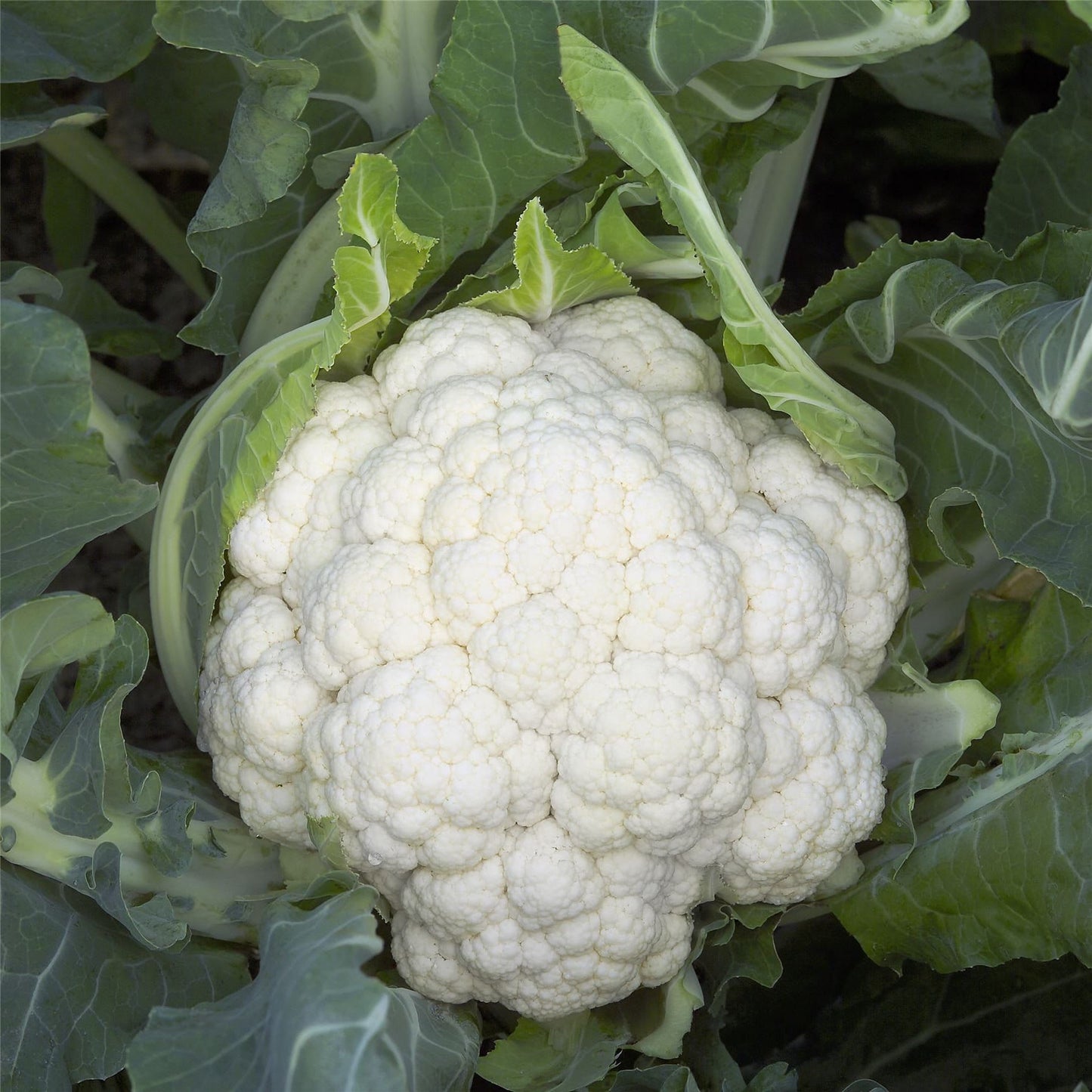 Cauliflower Dexter RZ F1 Hybrid (26 -160) Untreated Seeds
