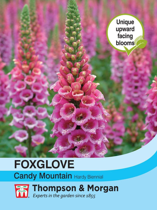 Thompson & Morgan Foxglove Candy Mountain 40 Seed