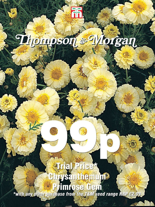 Thompson & Morgan - 99p Flower - Chrysanthemum - Primrose Gem - 50 Seeds