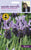 Johnsons Sarah Raven's Lavender Stoechas French 35 Seeds