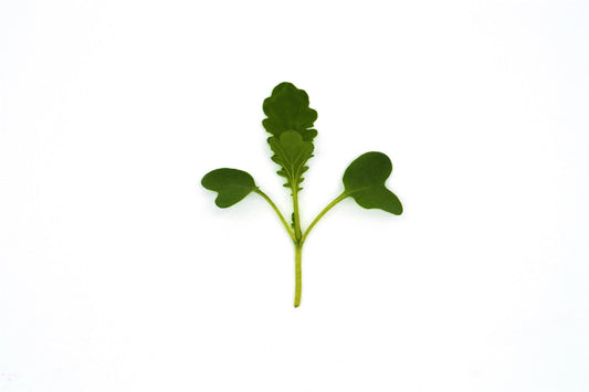 Microgreens Baby Leaves Mustard Wasabina Improved Seeds