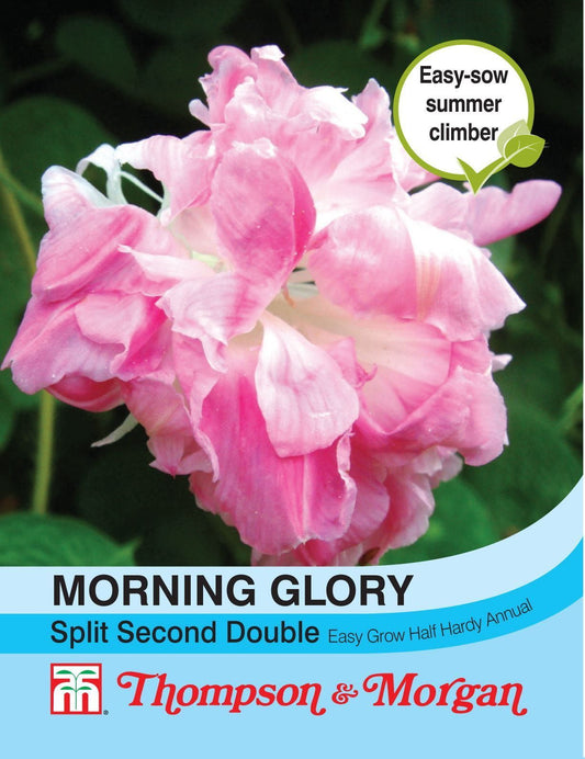 Thompson & Morgan Morning Glory Split Second Double 10 Seed
