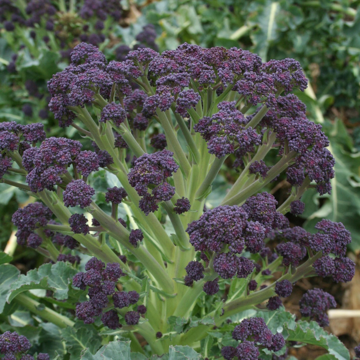 Broccoli Sprouting Red Admiral F1 Hybrid Seeds
