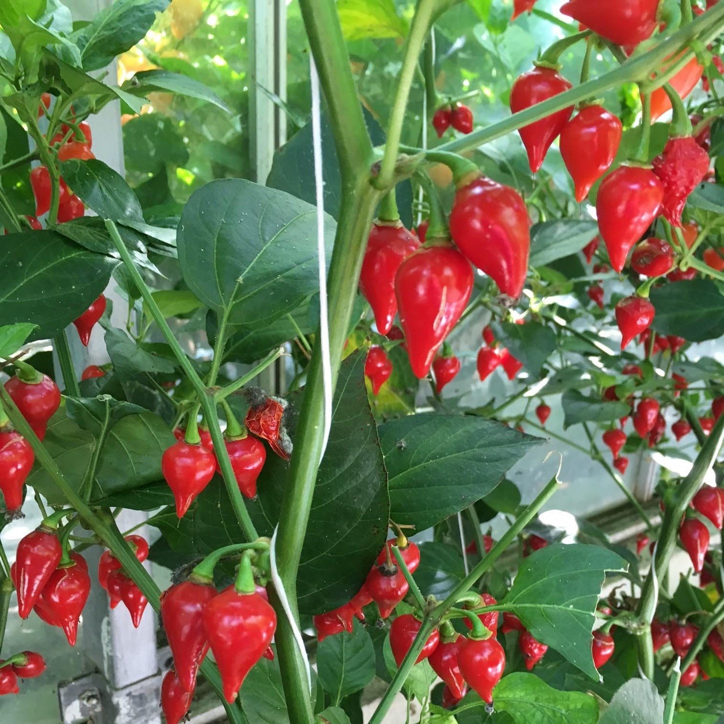 Pepper (Chilli) Biquinho Red Seeds