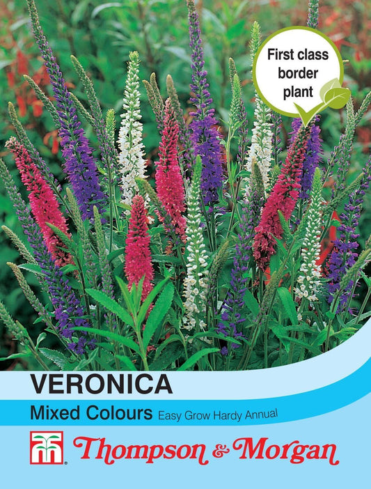 Thompson & Morgan Veronica Mixed Colours 40 Seed