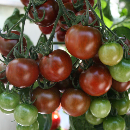 Tomato Sunchocolat F1 Hybrid Seeds