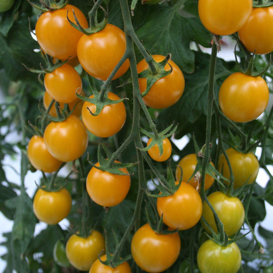 Tomato Sunlemon F1 Hybrid Seeds