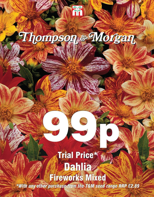 Thompson & Morgan - 99p Flower - Dahlia - Fireworks Mixed - 50 Seeds