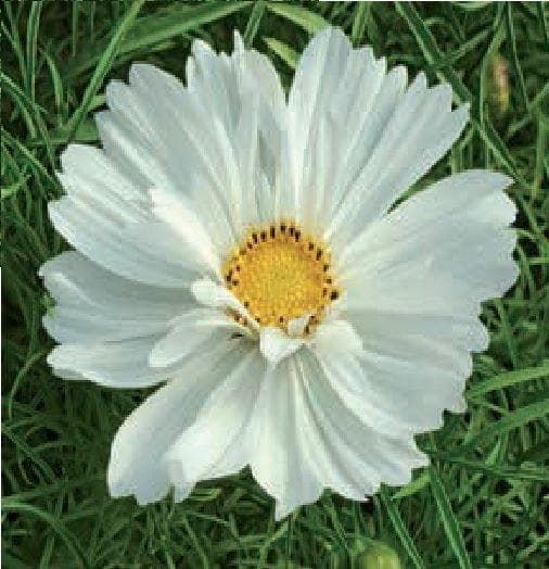 Cosmos Razzmatazz Cosmos Seed Large Range Online UK – JustSeed