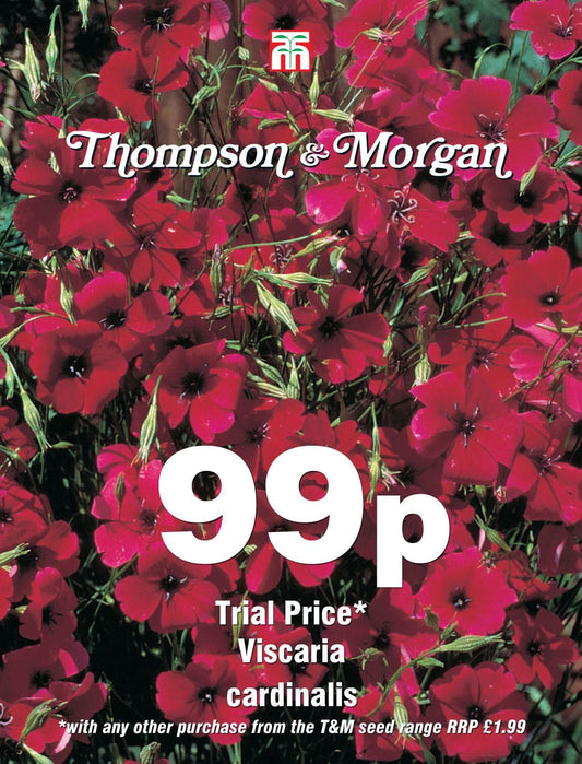 Thompson & Morgan - 99p Flower - Viscaria cardinalis - 400 Seeds