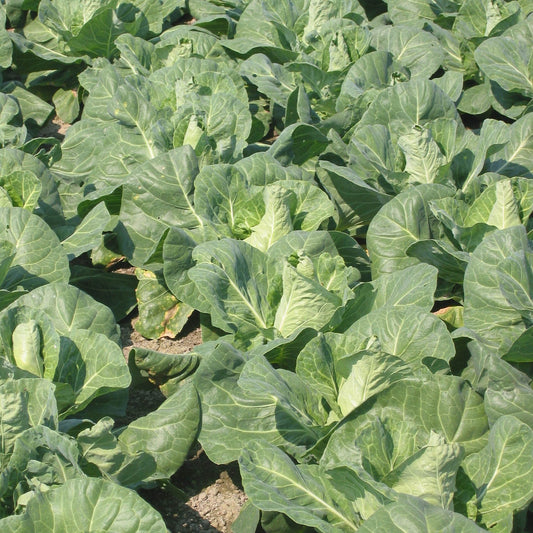 Cabbage Regency F1 Hybrid Seeds