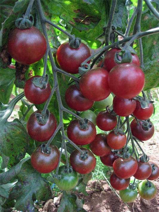 Tomato Rosella F1 Hybrid Seeds