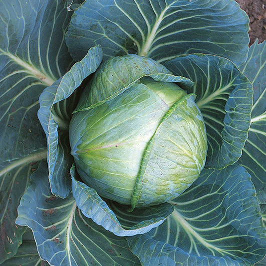 Cabbage Stonehead F1 Hybrid Seeds