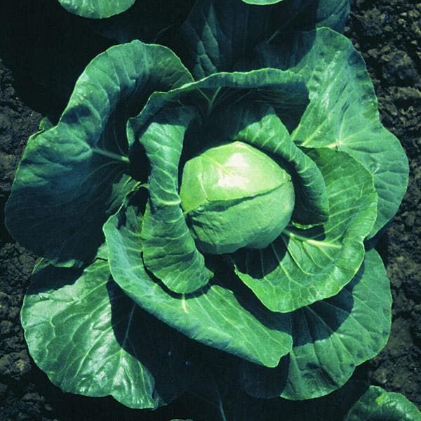 Cabbage Candissa F1 Hybrid Seeds