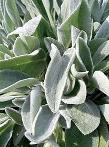 Lambs Ear - Stachys byzantina Seeds