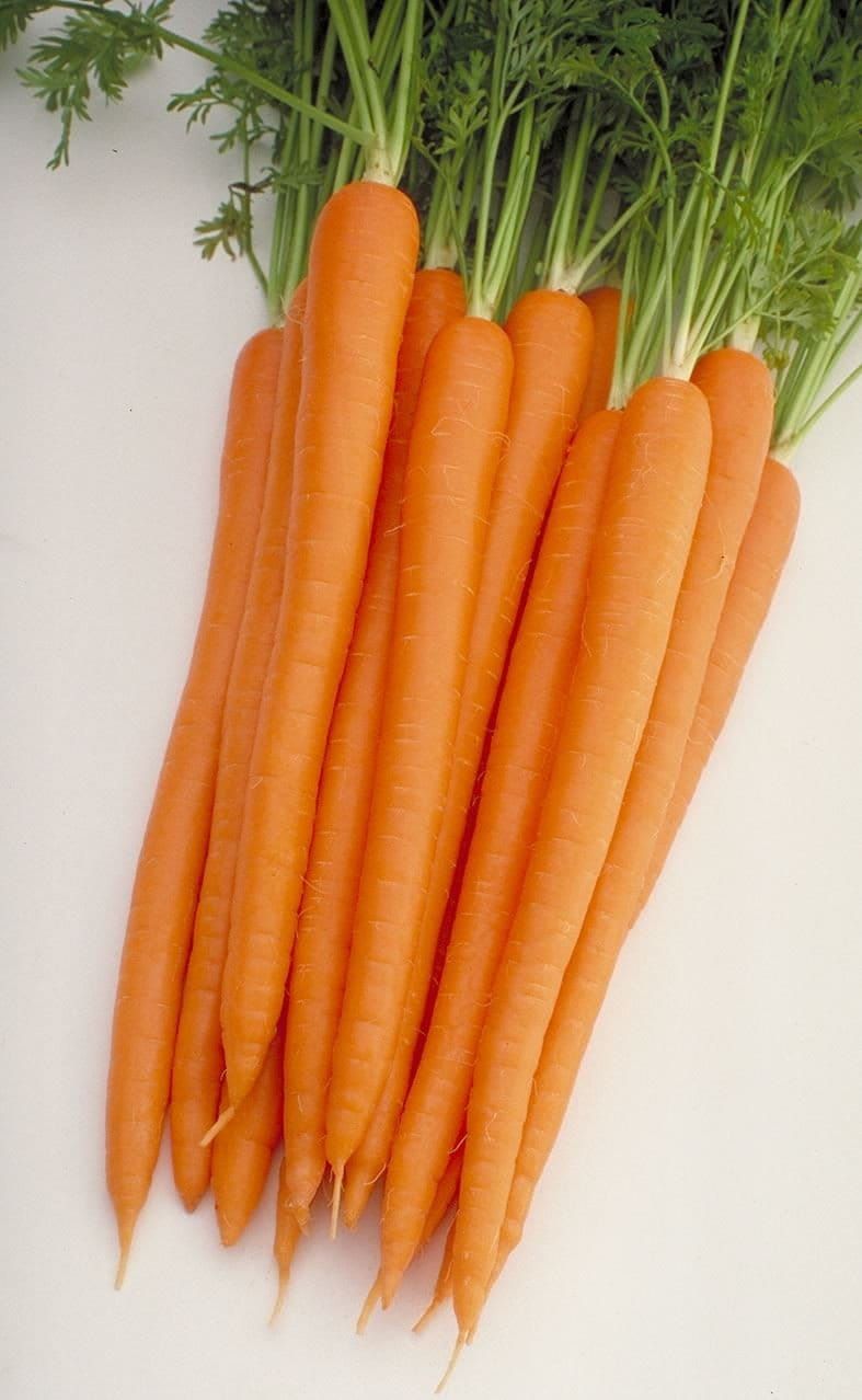 Carrot Baby Sugarsnax 54 F1 Hybrid Seeds