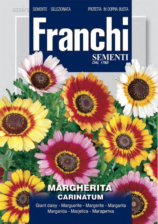 Franchi Seeds of Italy - Flower - FDBF_ 336-5 - Carinatum Daisy Multicolour - Seeds
