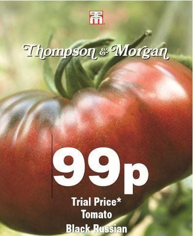Thompson & Morgan Tomato Black Russian 30 Seed