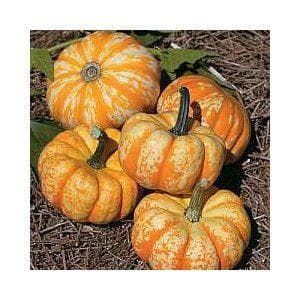 Pumpkin Hooligan F1 Hybrid Seeds