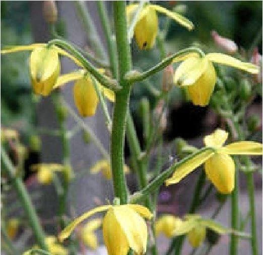 Albuca Shawii Seeds