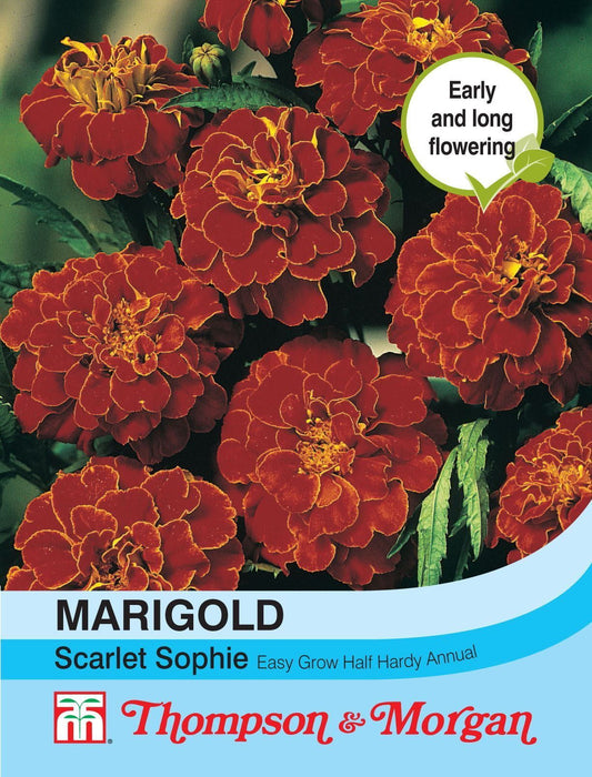 Thompson & Morgan Marigold Scarlet Sophie (French) 100 Seed