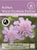 Thompson & Morgan Kew Wild Flower Patch Field Scabious 100 Seeds