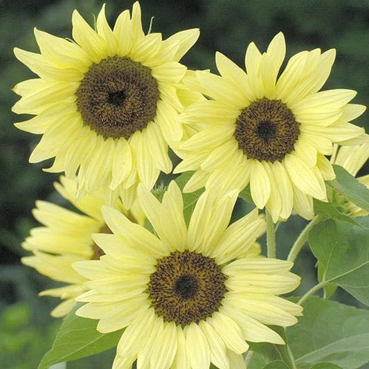 Sunflower Buttercream F1 Hybrid Seeds