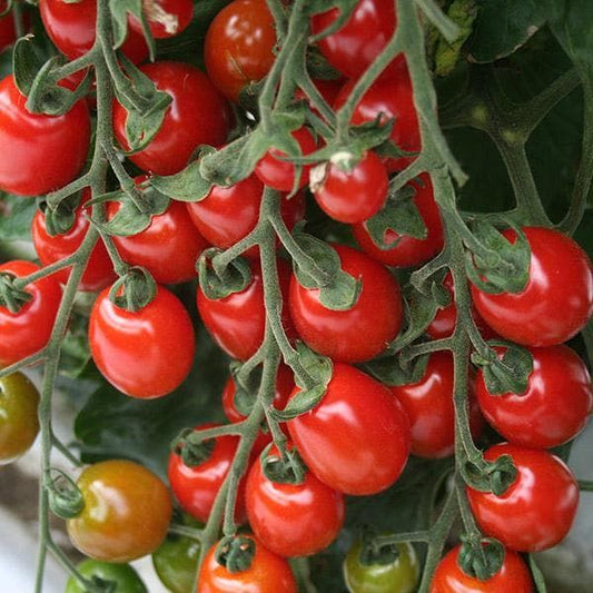 Tomato Apero F1 Hybrid Seeds