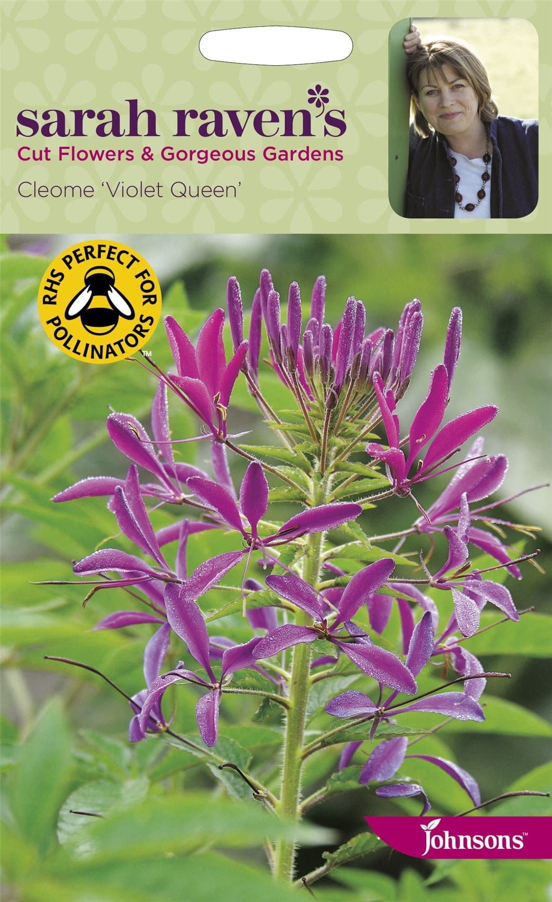 Johnsons Sarah Raven's Cleome Violet Queen 200 Seeds