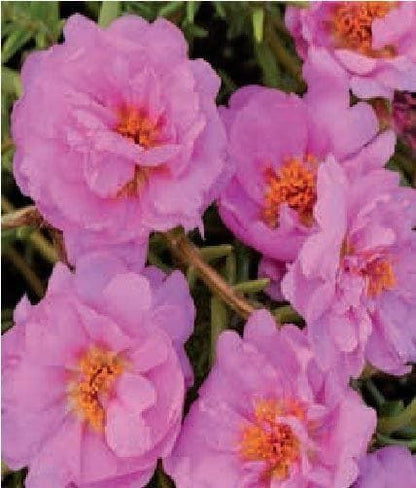 Portulaca Happy Trails Pink Seeds