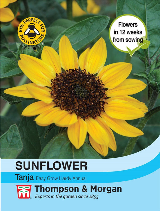 Thompson & Morgan - Flower - Sunflower - Tanja F1 Hybrid - 10 Seeds