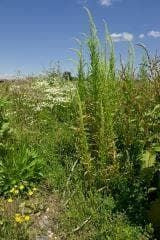 Wild Flower Dyers Weld - Reseda luteola Seeds