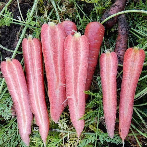 Carrot Ruby Prince Seeds