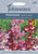 Johnsons Flower Penstemon Sensation Mixed 500 Seeds